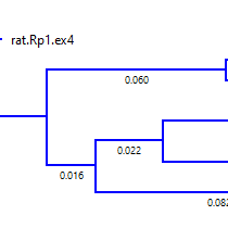 Phylogenetic-Step-2 Phylogenetic Analysis Step 2